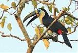 Channel-billed Toucanborder=